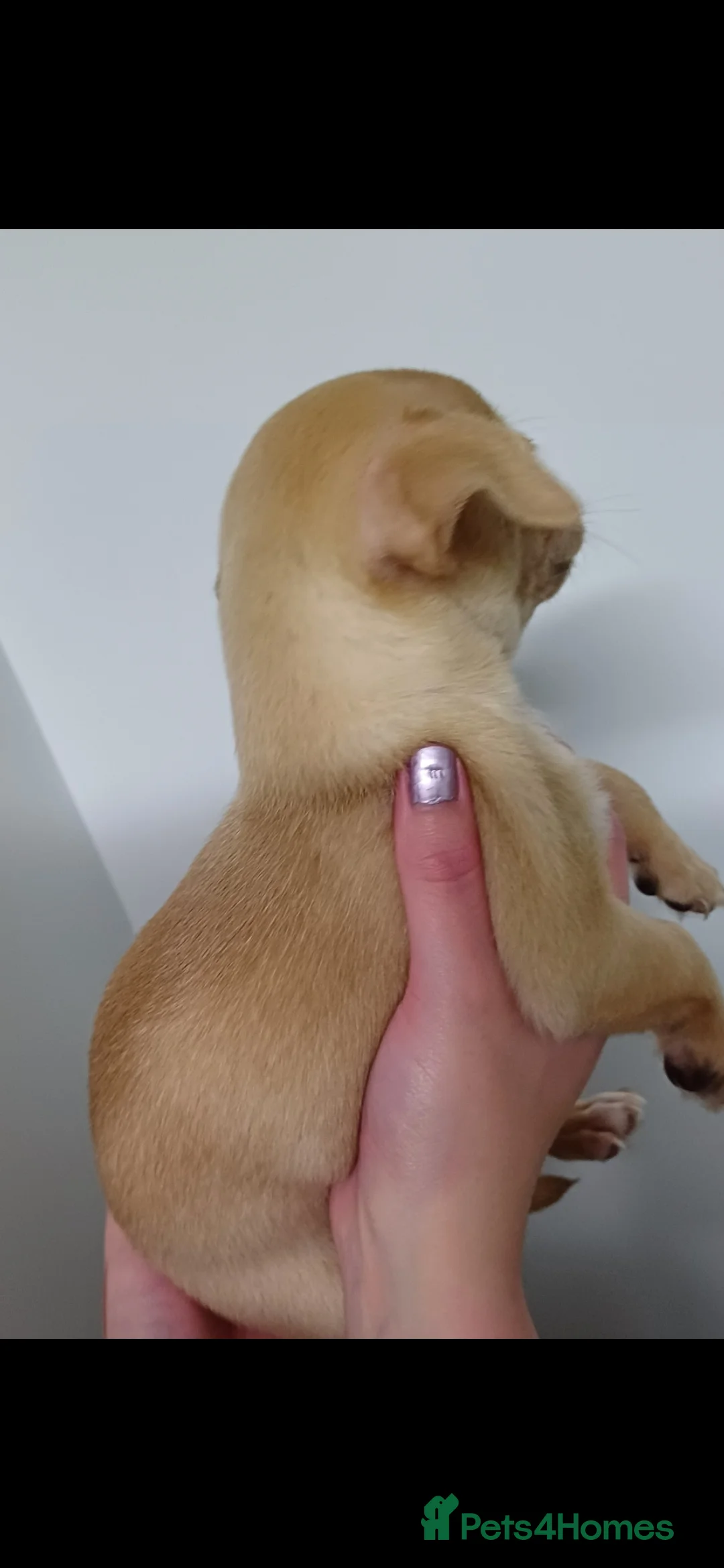 Chihuahua dogs for sale:  **  chihuahua puppies  - Advert 20