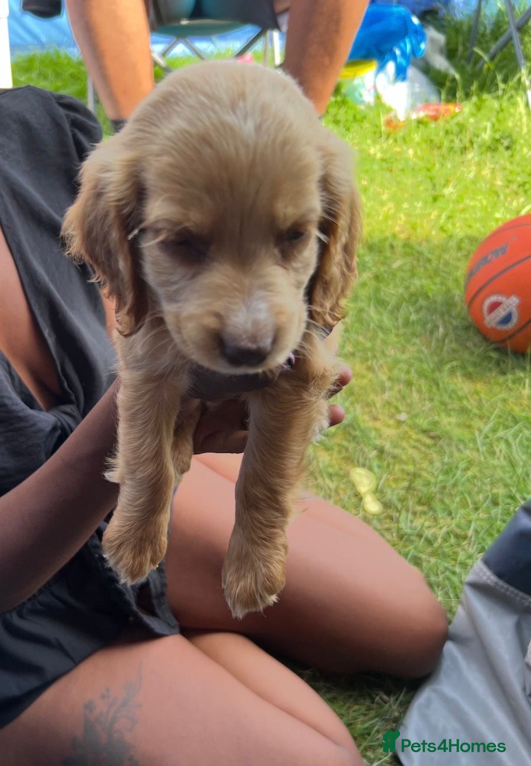 Cocker Spaniel dogs for sale: Cocker spaniel - Image 1