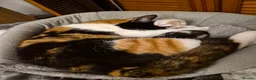 Mixed Breed cats for sale: Lovely playful kittens - Advert 2