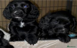 Cocker Spaniel dogs for sale: Cocker Spaniel Puppies - Image 3