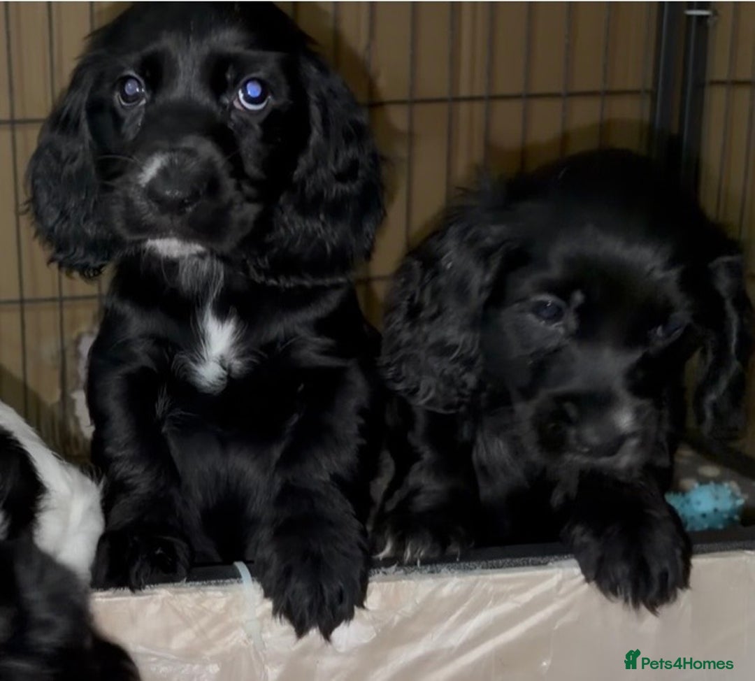 Cocker Spaniel dogs for sale: Cocker Spaniel Puppies - Image 3
