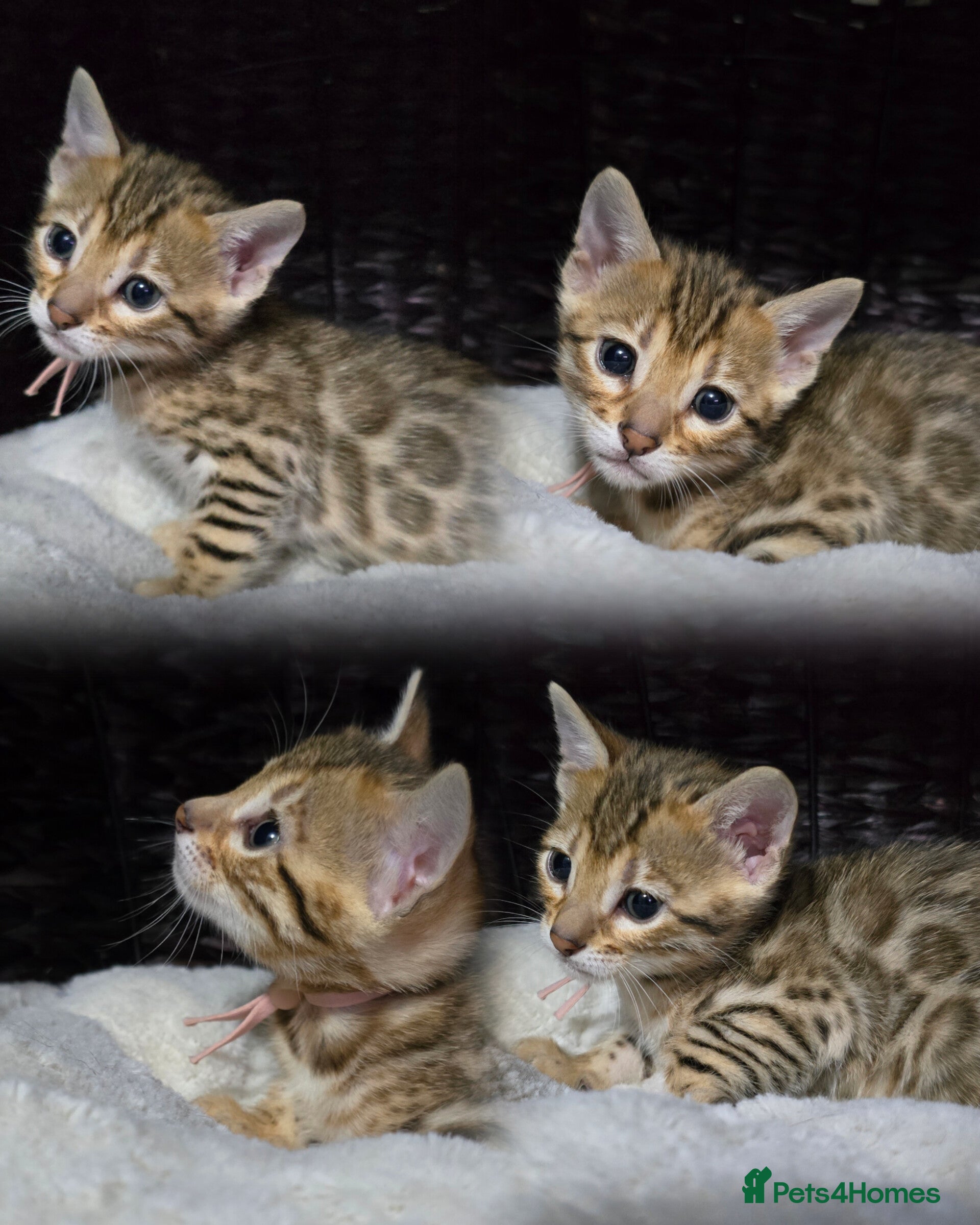 Bengal cats 2 TICA brown bengal kittens ready for reservation! - Advert 1