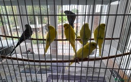 Budgerigars birds for sale: Budgies for sale - Image 7