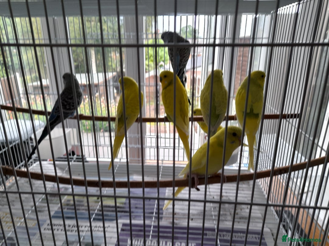 Budgerigars birds for sale: Budgies for sale - Image 7