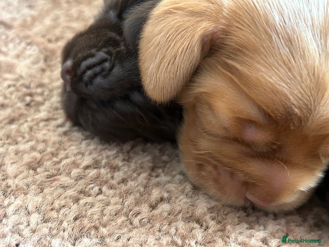 Cocker Spaniel dogs for sale: 🐾🐶 SHOW TYPE COCKER SPANIELS🐶🐾 - Image 30
