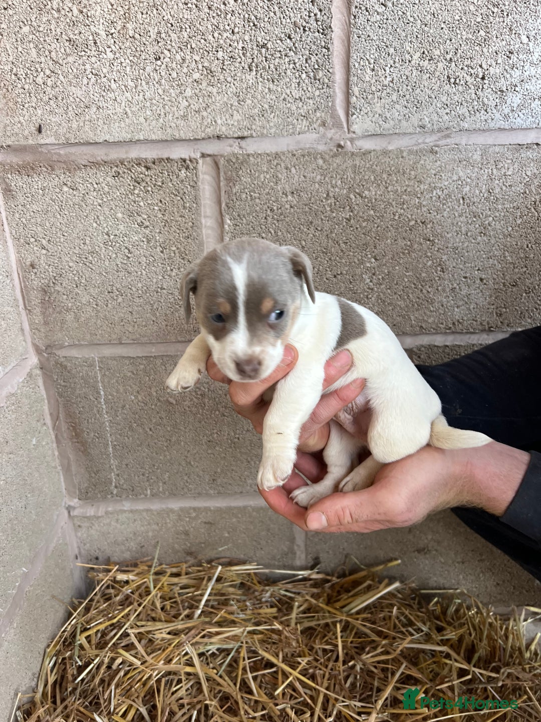 Jack Russell dogs for sale: Lilac & Tan Miniature Jack Russel  - Image 8