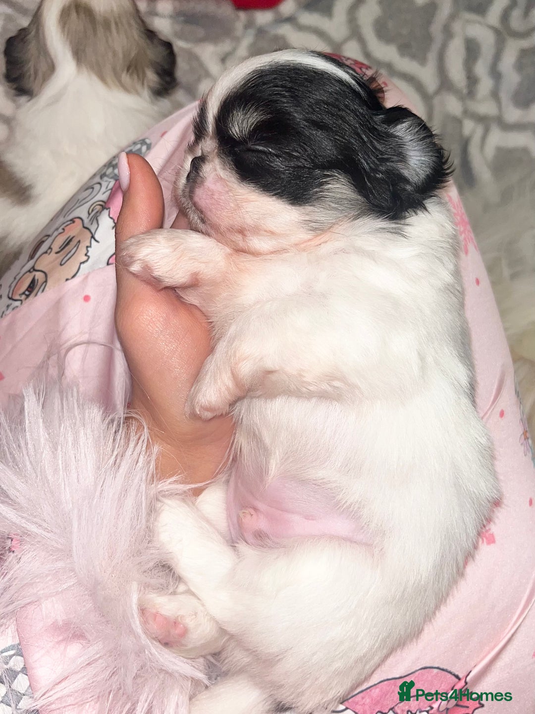 Chihuahua dogs for sale: Long Coat Chihuahua Boys Outstanding Quality ⭐️ - Advert 14