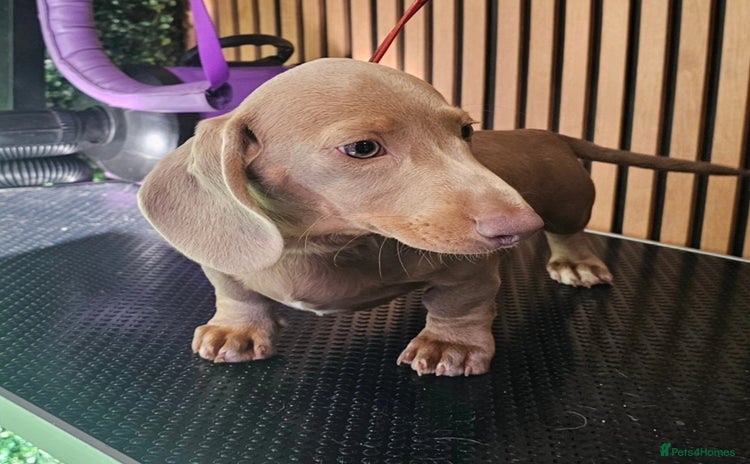 Miniature Dachshund dogs - Advert 12