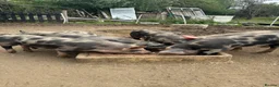 Pig livestock for sale: Peritren pure breed  - Advert 3