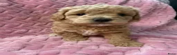 Maltipoo dogs for sale: Stunning Red & Apricot Maltipoo Puppies - Advert 8