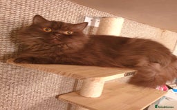 British Longhair cats for sale: Sweet full pedigree British little girl  - Image 8