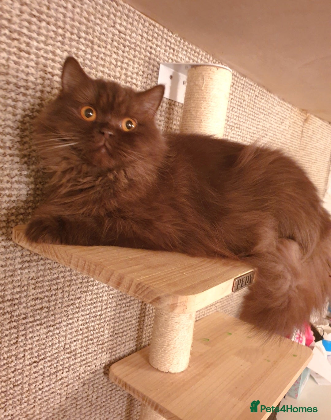 British Longhair cats for sale: Sweet full pedigree British little girl  - Image 8