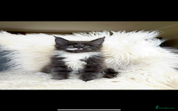 Maine Coon cats for sale: 😻GCCF HUGE RUSSIAN/GERMAN IMPORT MC KITTENS 😻 - Image 9