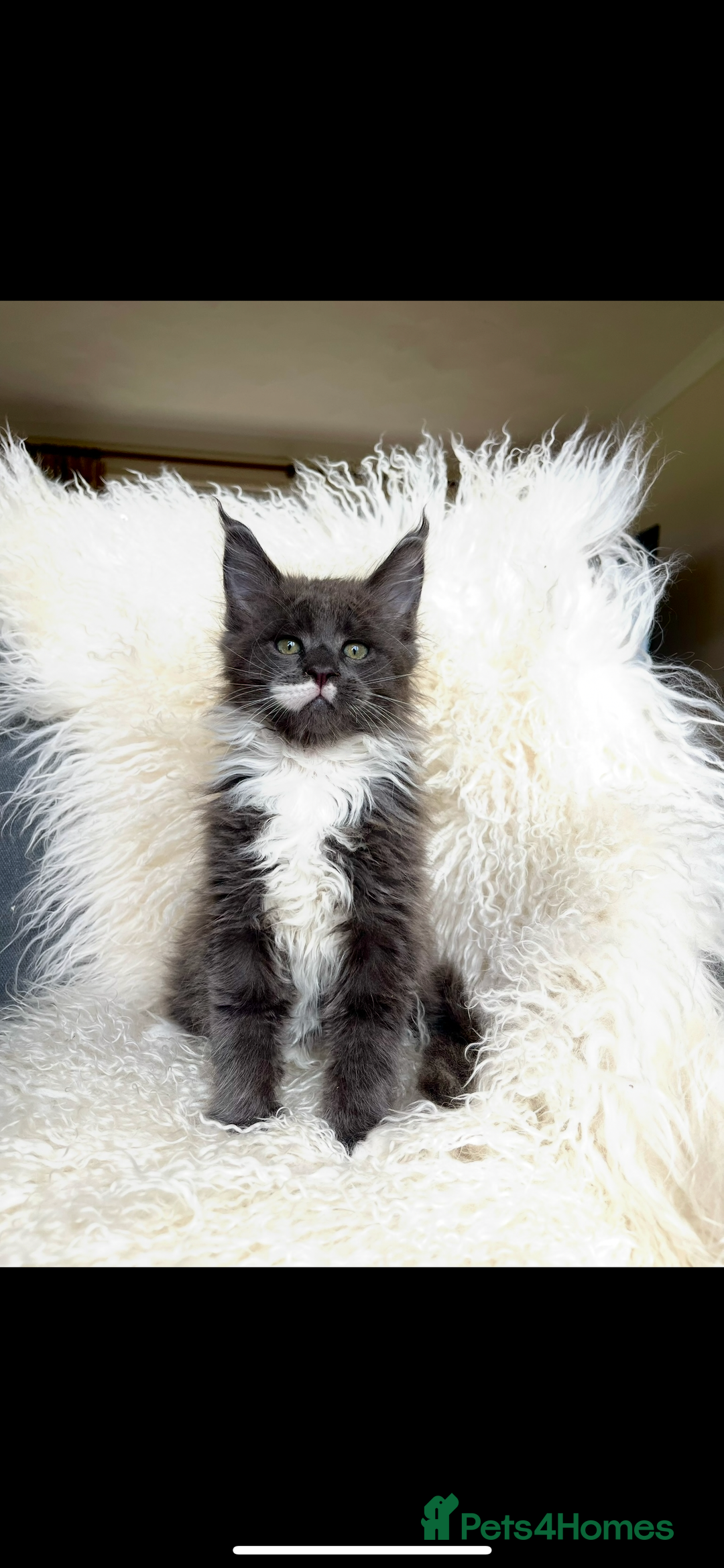 Maine Coon cats for sale: 😻GCCF HUGE RUSSIAN/GERMAN IMPORT MC KITTENS 😻 - Image 9