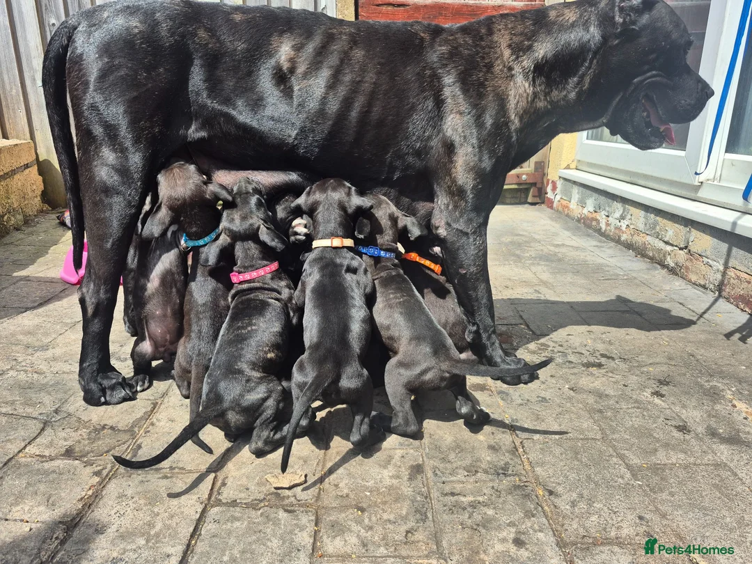 Presa Canario dogs for sale: Presa Canario Puppies ♥️  - Advert 29