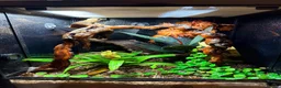Gecko reptiles for sale: 9 Month Old CrestedGecko With Full Bioactive Setup in Todmorden - Advert 5