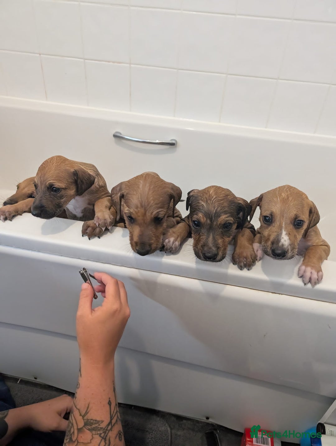 Mixed Breed dogs for sale: Lurcher x staff  in Sturminster Newton - Image 19