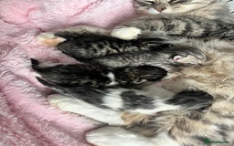 Siberian cats for sale: Four fluffy hyperallergenic kittens - Image 5