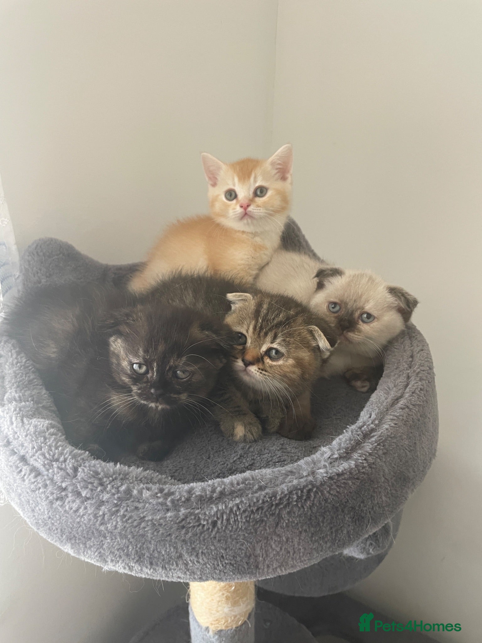 Scottish Fold cats     Meet Our 4 Sweet Scottish Fold Kittens - Advert 12