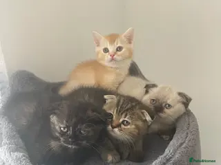 Scottish Fold cats Meet Our 4 Sweet Scottish Fold Kittens - Advert 12
