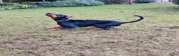 Dobermann dogs for sale: Stunning male dobermann  - Advert 20