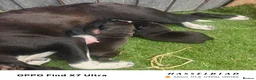 Staffordshire Bull Terrier dogs for sale: staffordshire bull terrier - Advert 8
