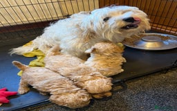 Cavachon dogs for sale: Cavapoochon puppies  - Image 29