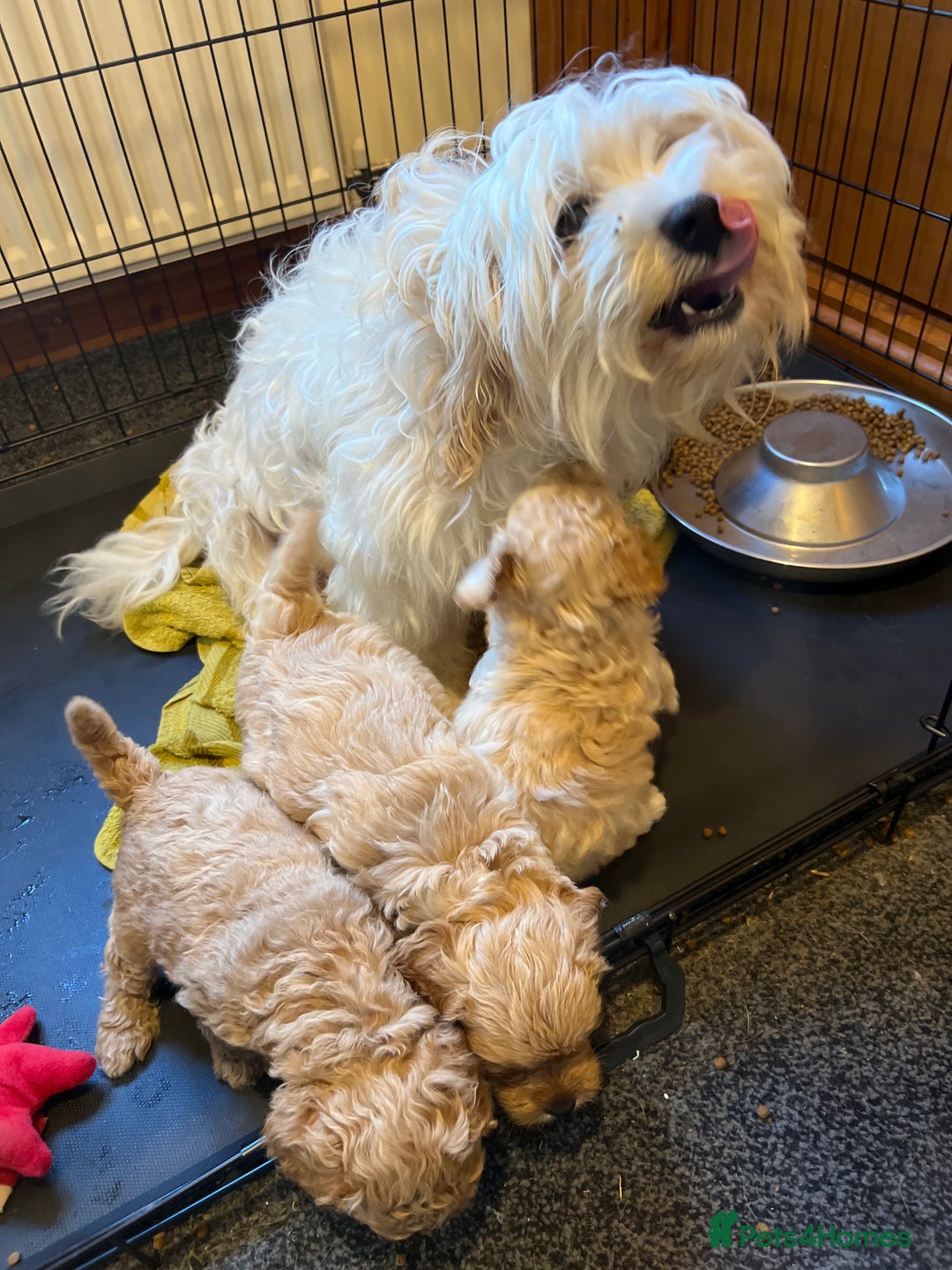 Cavachon dogs for sale: Cavapoochon puppies  - Image 29