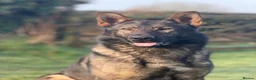 German Shepherd dogs for sale: German shepherd Puppies. KC REGISTERED  - Advert 6