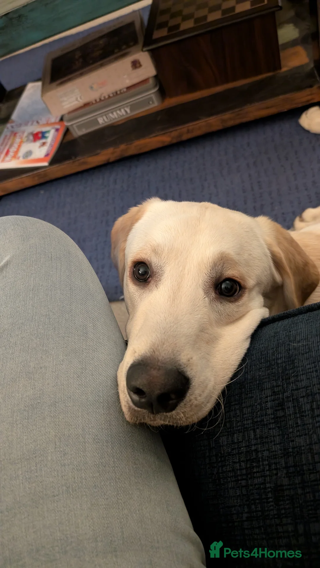 Labrador Retriever dogs for sale: 9 Month Old Labrador Boy - Advert 1