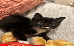 Ragdoll cats for sale: Adorable Ragdoll x Ragamuffin kittens - Image 5