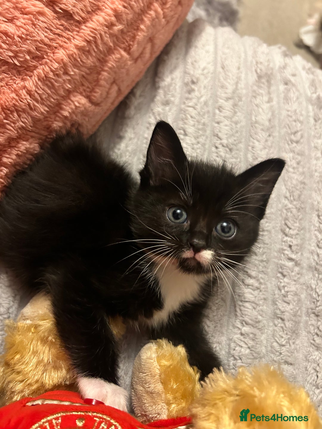 Ragdoll cats for sale: Adorable Ragdoll x Ragamuffin kittens - Image 5