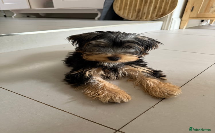 Yorkshire Terrier dogs - Advert 2