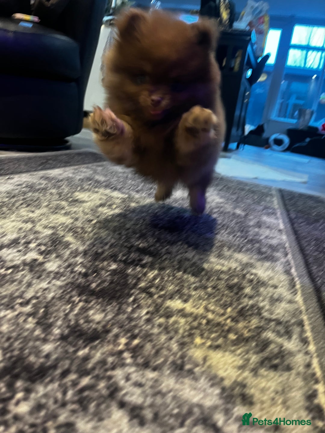 Pomeranian dogs for sale: READY NOW Super fluffy adorable Pomeranians  - Advert 12