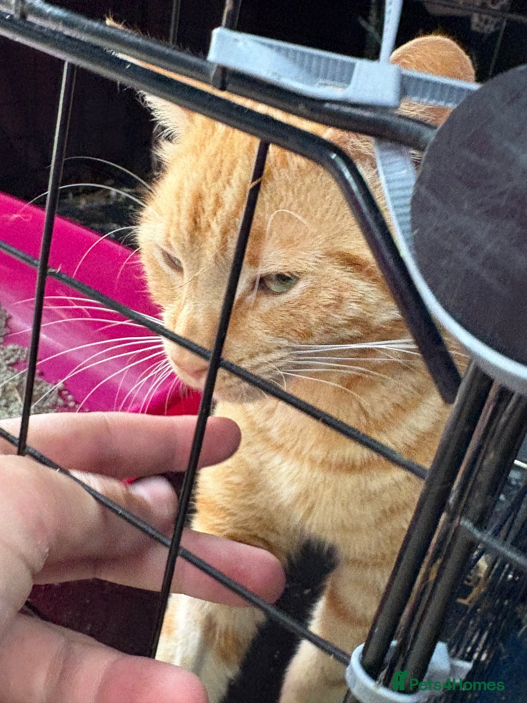 Domestic Shorthair cats for sale: Rimber and simba, our ginger rescues 🧡 - Image 6
