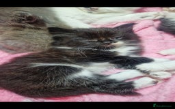 Mixed Breed cats for sale: Beautiful fluffy kittens - Image 6
