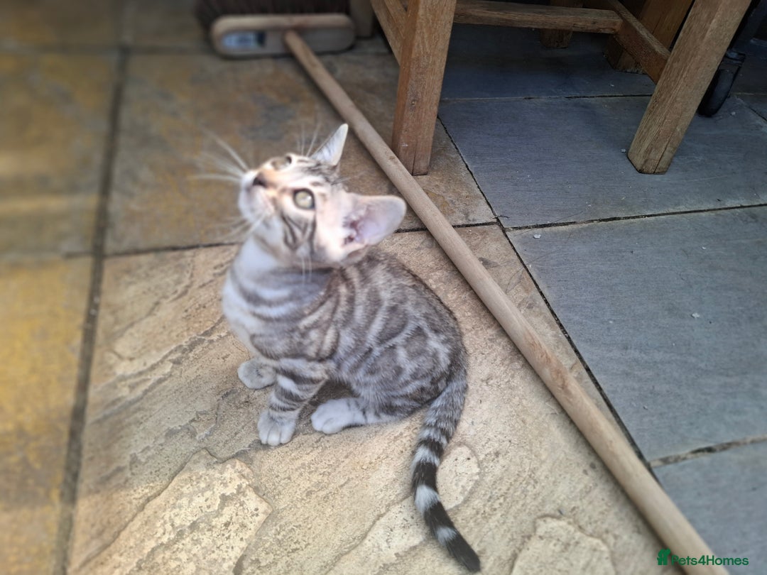 Bengal cats for sale: Show quality pure bengal kittens. - Image 4