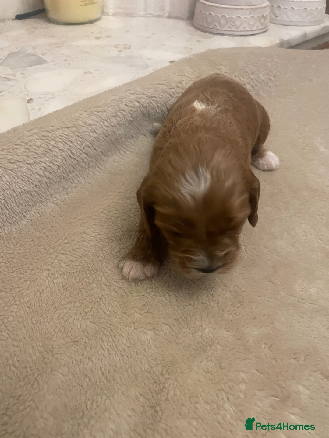 Cavapoo dogs for sale: Beautiful cavapoo puppies  - Advert 16