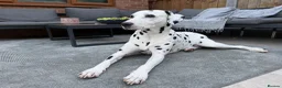 Dalmatian dogs for stud: PROVEN Black spot KC registered Dalmatian for STUD - Advert 2