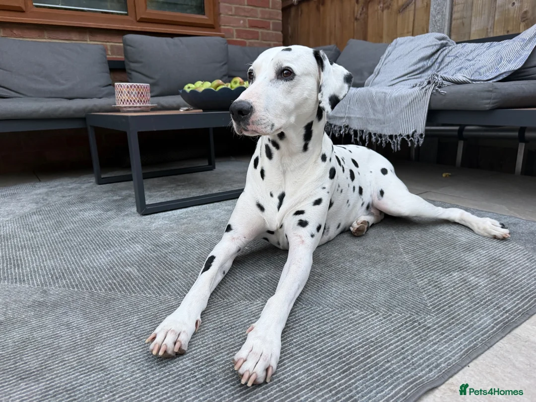 Dalmatian dogs for stud: PROVEN Black spot KC registered Dalmatian for STUD - Advert 2