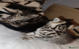 Bengal cats for sale: Kittens 7 weeks for sale  - Image 2