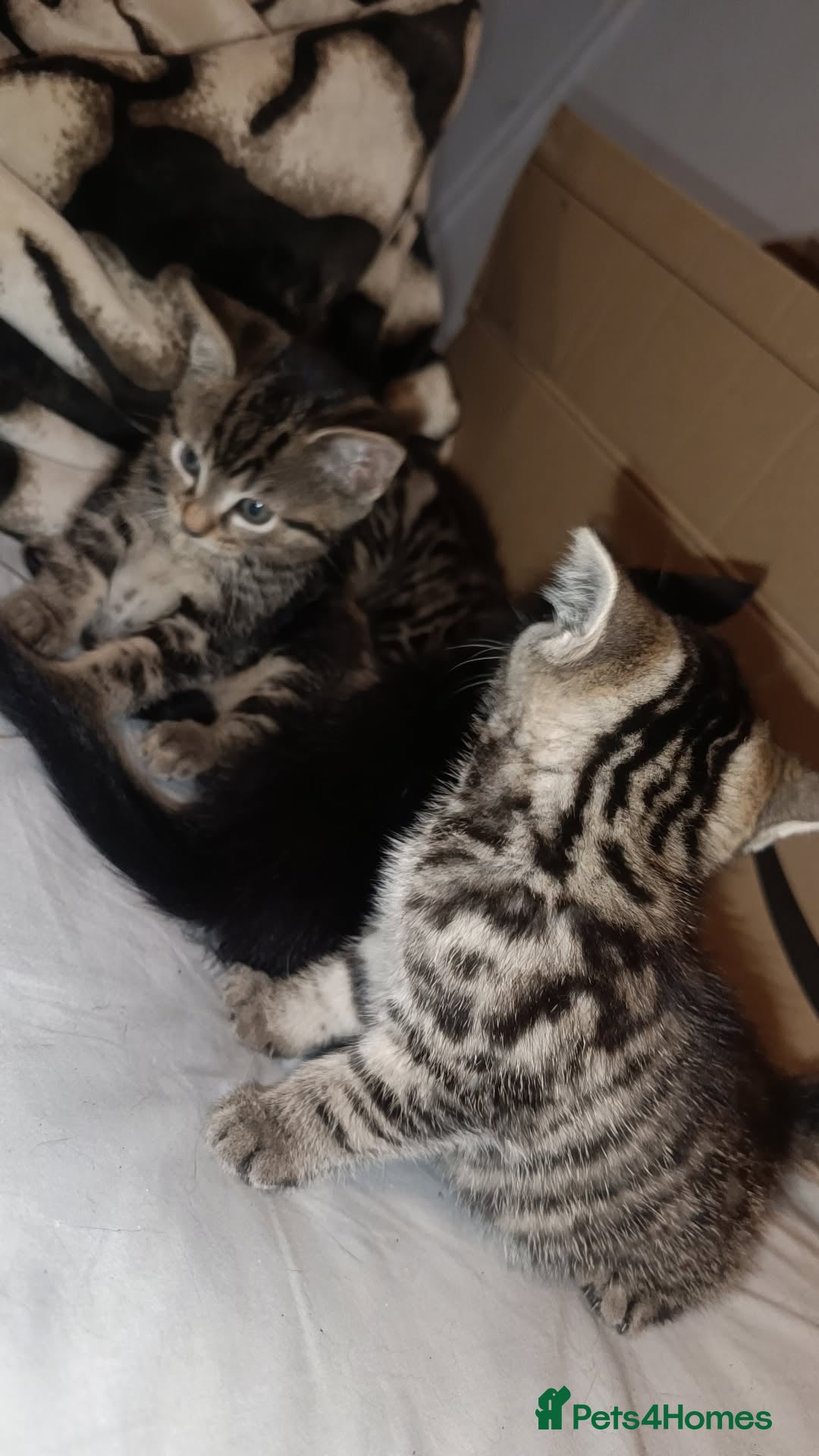 Bengal cats for sale: Kittens 7 weeks for sale  - Image 2