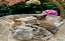 Mini Lop rabbits for sale: Mini lop baby bunnies, show parents - Image 9