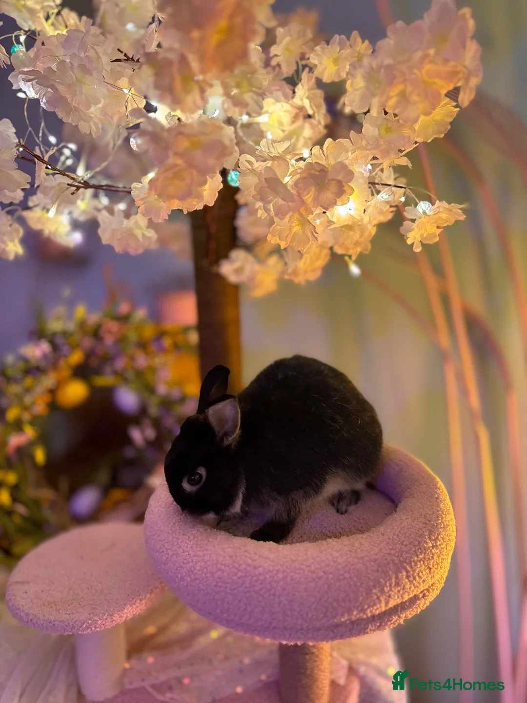 Netherland Dwarf rabbits for sale: Young Netherland dwarf Urgent need of rehoming  - Advert 5