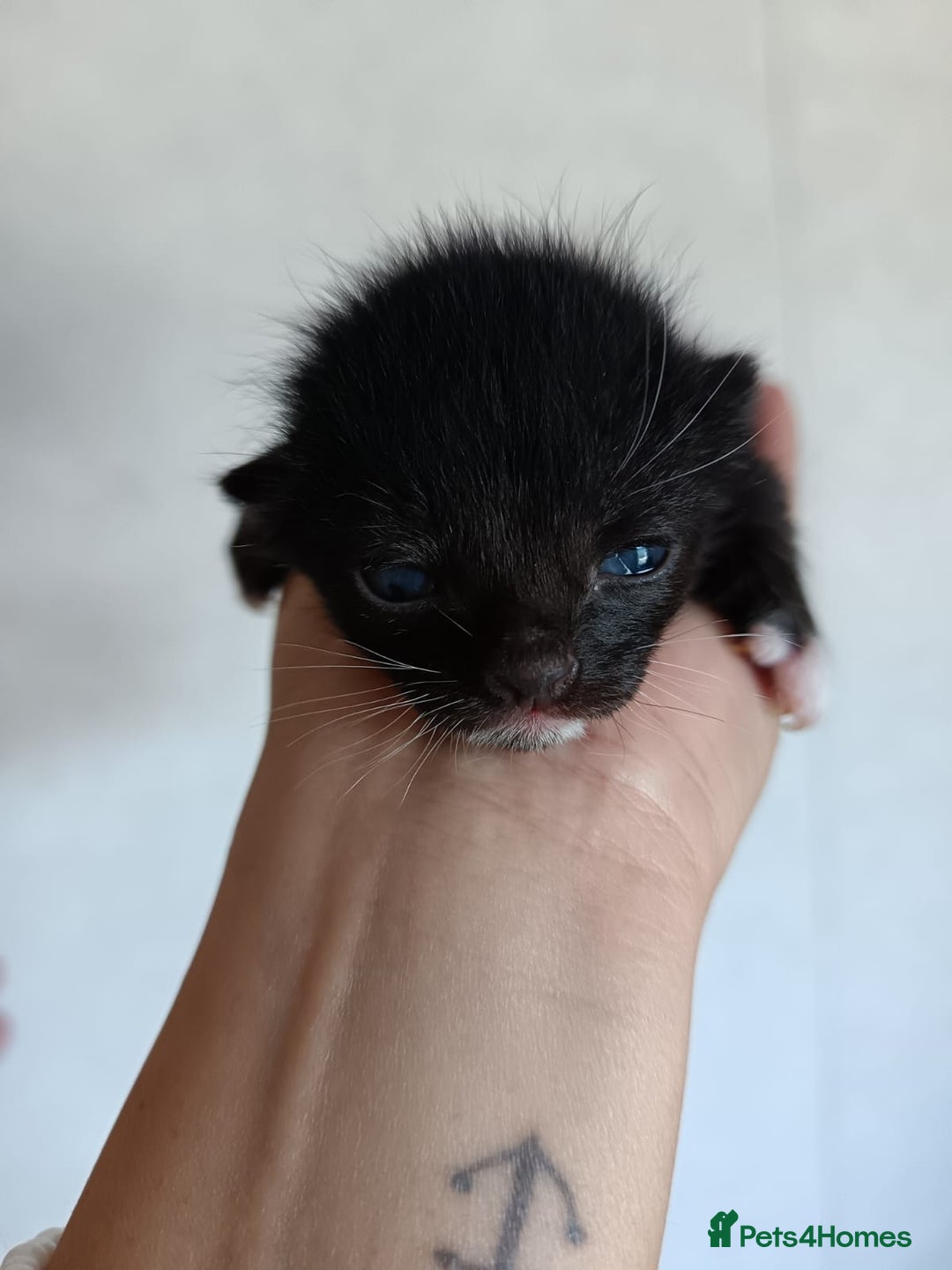 Mixed Breed cats for sale: 🐾 Kittens Looking for Loving Homes! 🐾 - Advert 5