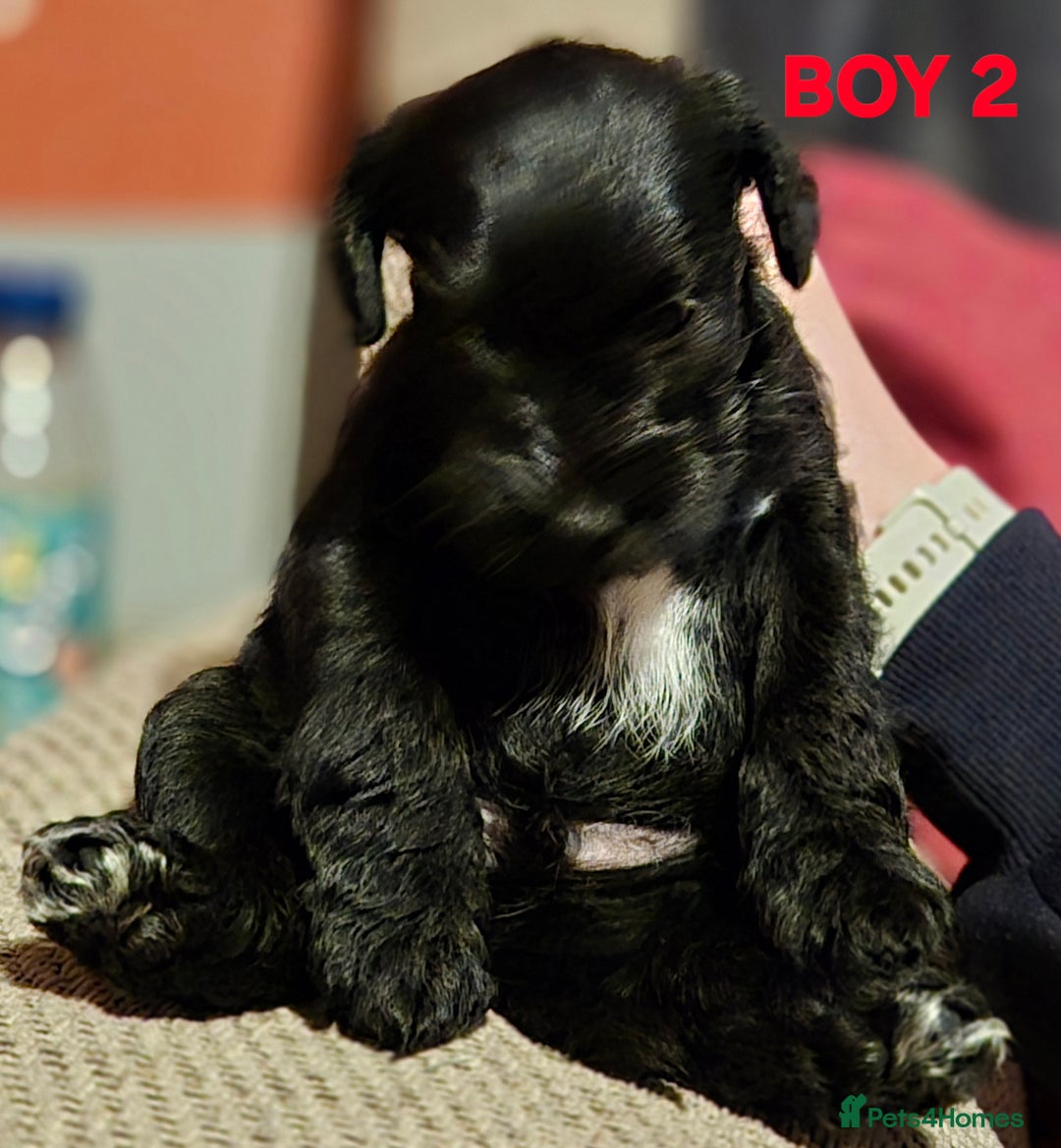 Miniature Schnauzer dogs for sale: Miniature Schnauzer puppies kc reg Ready to view - Image 6