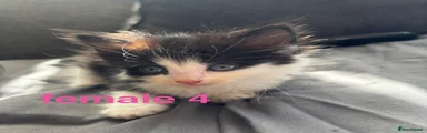 Splat