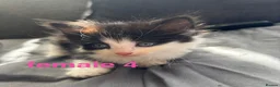 Mixed Breed cats for sale: kittens for sale! - Advert 4