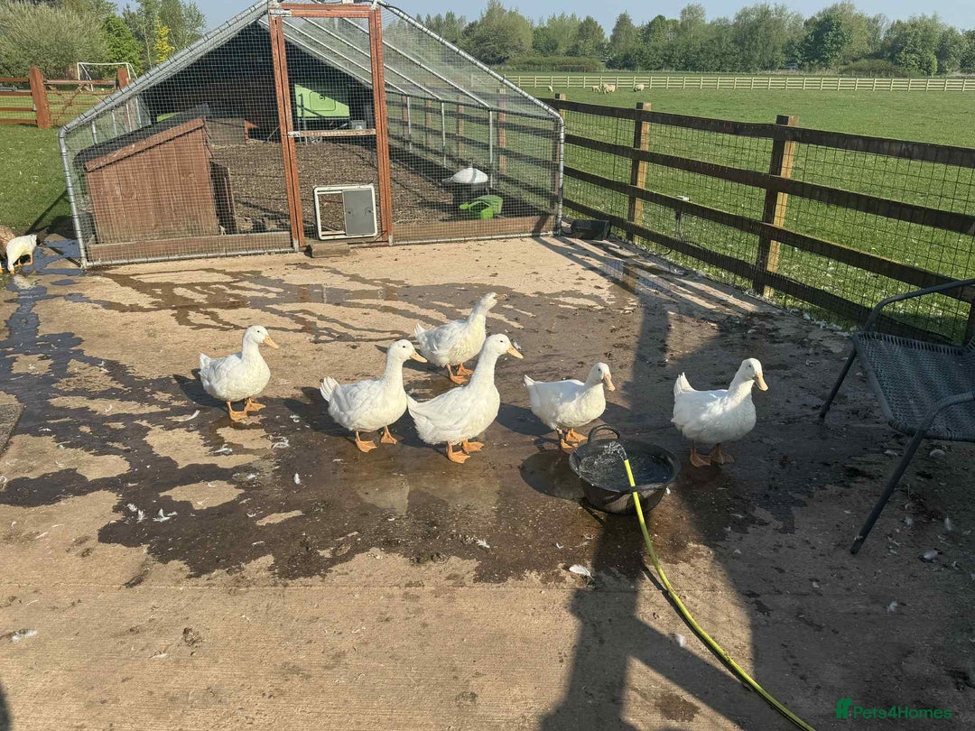 Ducks poultry for sale: Female cherry valley Ducks  - Image 2