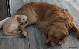 Golden Retriever dogs for stud: KC health and hip check golden retriever  - Image 6